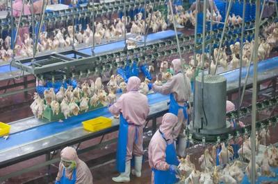 乳山預制菜企業實現年銷售額近10億元，飼料原料銷售雙輪驅動